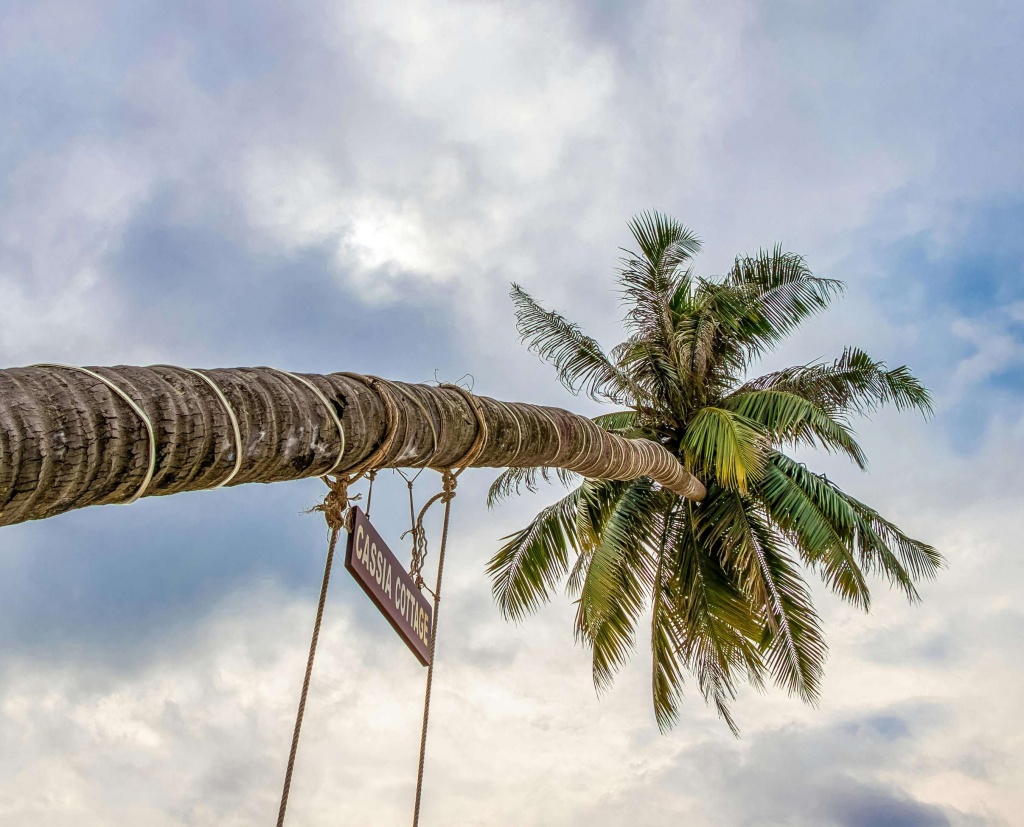 palm-viet.jpg