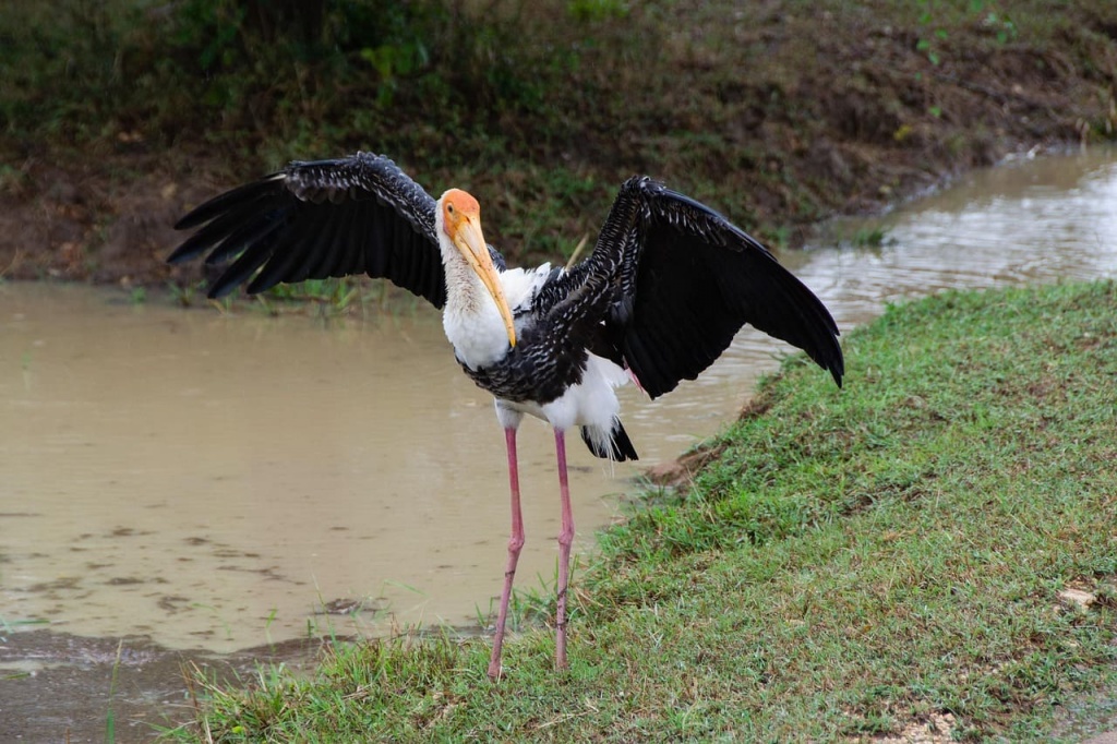 nat-park-yala.jpg